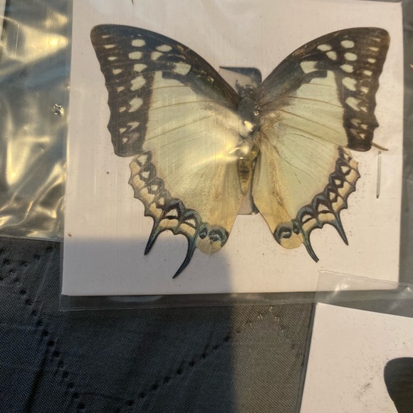 9 natural unmounted taxidermy butterflies - Picture 5 of 12